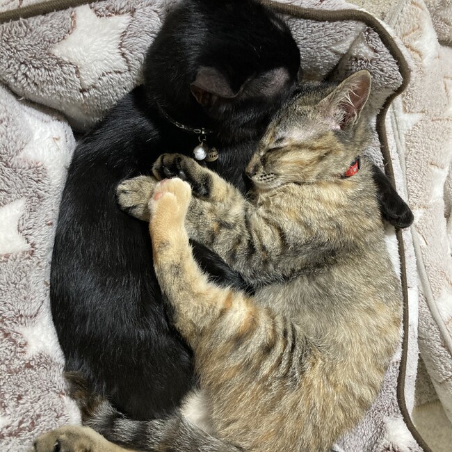 がぼまるのカバー写真