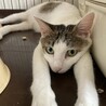 サバ白　女の子　5歳　ラスカちゃん サムネイル5