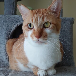 人もネコも大好きな大人しい茶トラネコちゃんです。