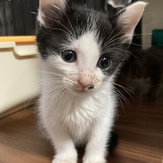 かわいい白黒女の子