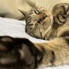 保護猫ココ&ルル日和（保護活動者）