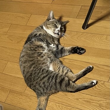 つゆくんはうちの子より可愛いね〜チビおばちゃんはすっかり一升腹（＾∇＾）