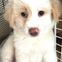 保健所からレスキューした子犬♀さーちゃん