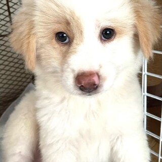 保健所からレスキューした子犬♀さーちゃん