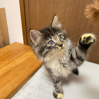 子猫キジトラ長毛女の子サラちゃん♡2ヶ月半