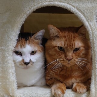 ぽっちゃり夫婦猫の里親さま募集中です！！