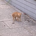 親子を助けてください