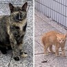親子を助けてください サムネイル2