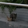 親子を助けてください サムネイル3
