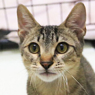 きじトラ「3s216」 SKU： 3s216