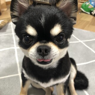 別々可トイプードル　チワワ