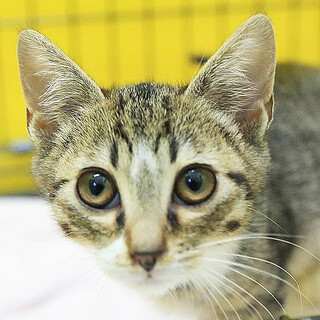 きじ白「4s68」 SKU： 4s68