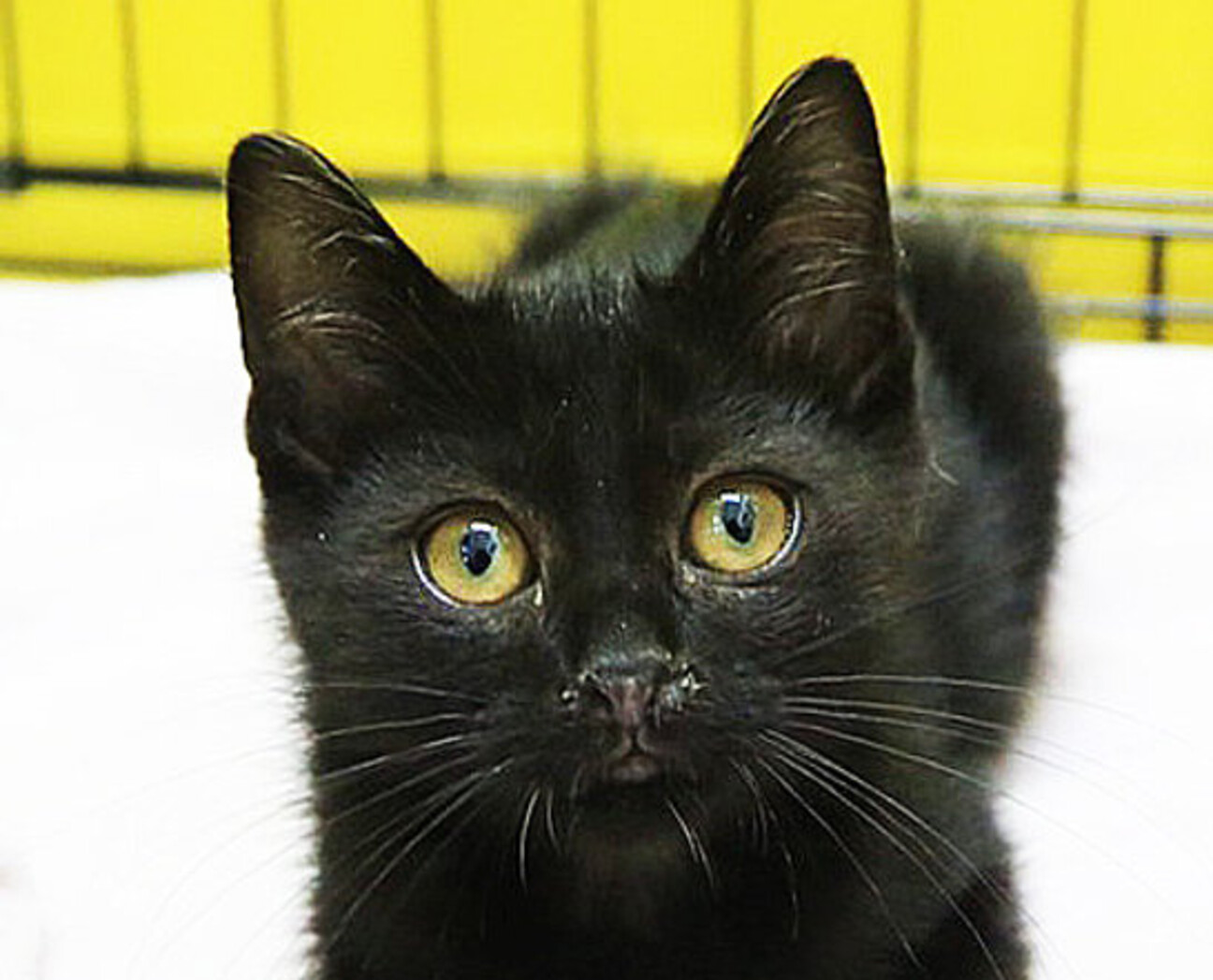 黒猫 kuroneko.8901 | 捨て猫風❾⑩😅こんなの落ちてたら間違いなく拾うよ