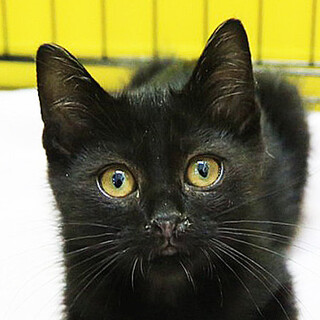 【黒猫】 ウォシュレット！！！ 黒猫 ウォシュレット！！！ 黒猫 ZR・ZX