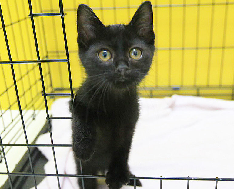 黒猫 kuroneko.8901 | 涼しくなったら猫同士の密着度が増すよね