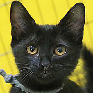 黒猫「4s73」 SKU： 4s73