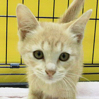 茶トラ「4s129」 SKU： 4s129