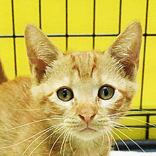 茶トラ「4s130」 SKU： 4s130