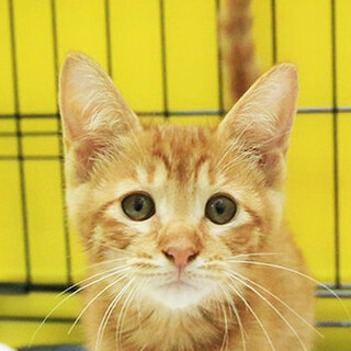 茶トラ「4s132」 SKU： 4s132