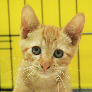 茶トラ「4s133」 SKU： 4s133