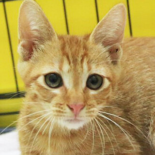 茶トラ「4s134」 SKU： 4s134