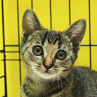 さび猫「4s135」 SKU： 4s135