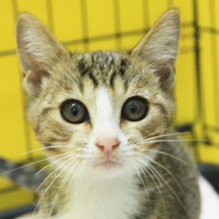 きじ白「4s136」 SKU： 4s136