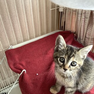 かわいいキジトラ子猫ちゃん♡