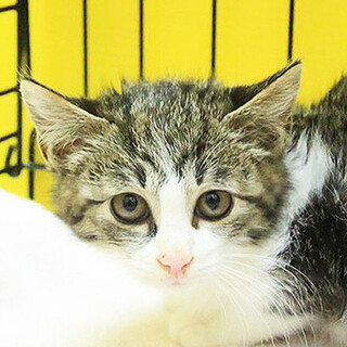 きじ白「4s122」 SKU： 4s122