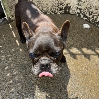 フレブル女の子