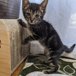 家族としてお迎えして頂ける方よろしくお願い致します