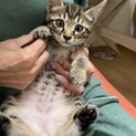 【トライアル中】なつきちゃん