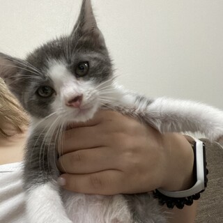 おっとりハチワレ♡だいふくくん