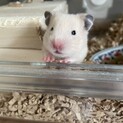 ゴールデンハムスター赤ちゃん