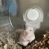 ゴールデンハムスター赤ちゃん サムネイル3