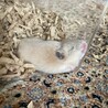 ゴールデンハムスター赤ちゃん サムネイル5