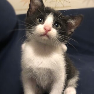 ★愛くるしい仔猫①ネネちゃん・譲渡準備中