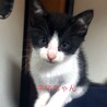 ★愛くるしい仔猫①ネネちゃん・譲渡準備中 サムネイル2