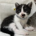 元気な兄弟のオス猫♡