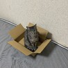 ふうちゃん　
