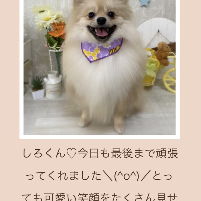 ぽんしろちゃんのカバー写真