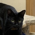 真っ黒で奇麗な男の子