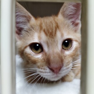 毛色も性格も明るく朗らかな福太くん