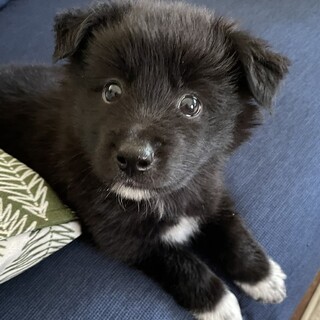 交渉中！ソット君