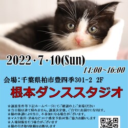 【子猫祭り】7/10（日）柏市根本ダンススタジオ保護猫譲渡会 サムネイル1