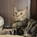 人大好きでゴロゴロお膝猫のうずくん