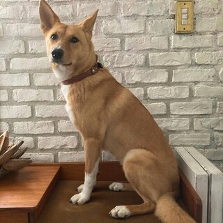 穏やかな　ジャンちゃん 