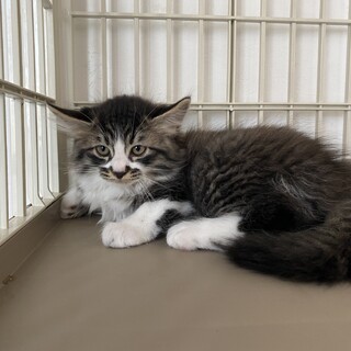 #チーム三毛とモフモフ☆八兵衛♂生後3ヶ月