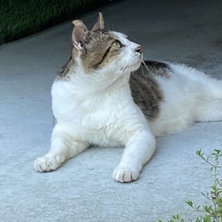 過酷な外生活をしてたサバ白の男の子