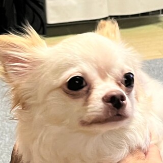 人が大好きなチワワ♀ふたばチャン